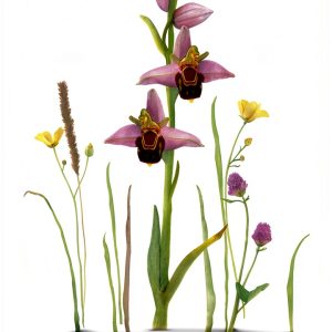 Botany of Flowers eBook by Short Books Comprehensive Guide-0