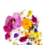 Botany of Flowers Illustrated Guide by Batsford Kindle eBook-0